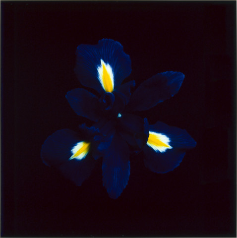 Anne MacDonald 16, 1993; from the series Ophelia; colour photograph; 35 x 35 cm; enquire