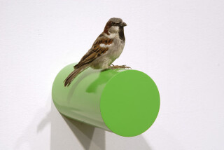 Michael Parekowhai Roy Huntington, 2004; sparrow, two pot paint, and aluminium; enquire