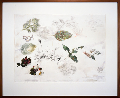 John Wolseley Lichens and liverworts on a leaf, Mt Kinabalu, 2001; watercolour on paper; 57 x 76 cm; enquire