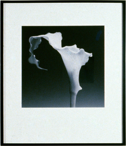 Robert Mapplethorpe Calla Lily, 1988; MAP#1881; silver gelatin print; 51 x 61 cm; enquire
