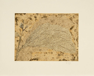 Fiona Hall Wattle and Mantid, 2006; from the series Insectivorous; etching; 39.5 x 48 cm; Edition of 15; enquire