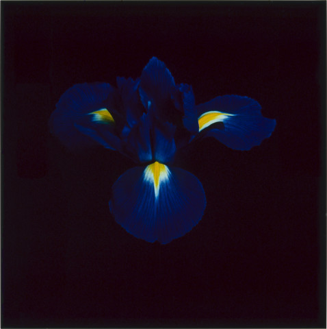 Anne MacDonald 19, 1993; from the series Ophelia; colour photograph; 35 x 35 cm; enquire
