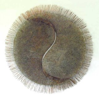 Bronwyn Oliver Unity, 2001; Copper; 100 x 100 x 15 cm; enquire