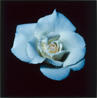 Anne MacDonald 6, 1993; from the series Ophelia; colour photograph; 35.5 x 35.5 cm; enquire