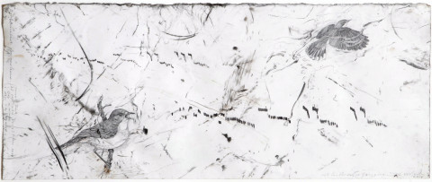 John Wolseley 11. White-throated Gerygone, 2008; found charcaol, graphite and watercolour on paper; 31 x 55 cm; enquire