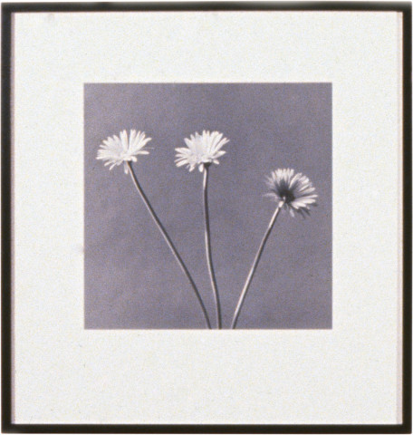Robert Mapplethorpe African Daisy, 1982; MAP#950; silver gelatin print; 40.5 x 51 cm; enquire