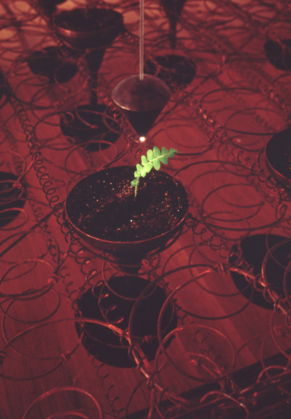 (detail); Robyn Backen Sprung, 1990; wood, fibre optics, brass plumb bobs, water, haologen light, fishbone ferns; 200 x 300 x 150 cm; enquire
