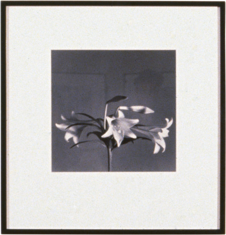 Robert Mapplethorpe Easter Lilies, 1979; MAP#290; silver gelatin print; 40.5 x 51 cm; enquire