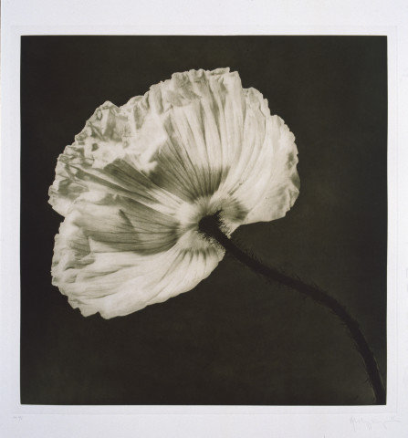 Robert Mapplethorpe Flowers, 7 (Green Poppy), 1983; MAP#G2010; photogravure; 61 x 76 cm; enquire