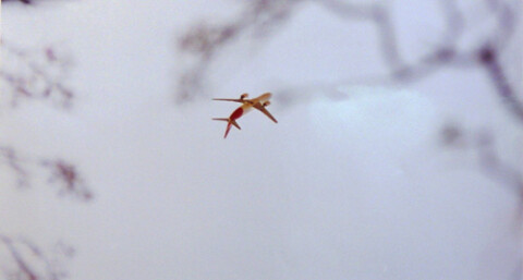 Matthew Bradley Cherry Bomb, 2002; C-Type photograph; 40 x 50 cm; Edition of 5; enquire