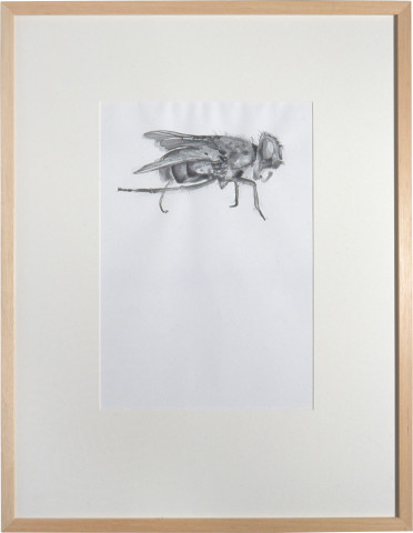 Nell Fly, 2002; watercolour on paper; 35.5 x 24.5 cm; enquire