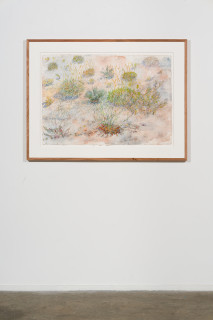 installation view; John Wolseley Tracks at Watikinpirri - mulgaras and honeyeaters pollinate the upside-down plants, 2025; watercolour and graphite on paper; 64 x 101 cm; 94 x 125 cm (framed); enquire