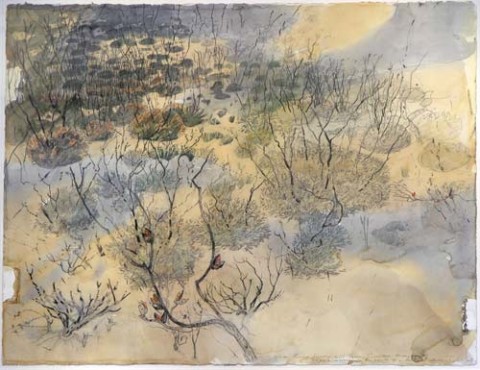 John Wolseley 13. Slenderleaf Mallee, 2004-05; carbonised wood, watercolour and pencil on paper; 56..5 x 76 cm (paper), 82.7 x 100.7 cm (framed); enquire