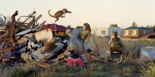 Patricia Piccinini 23. Nature's Little Helpers: Domain. (While the alpha male does maintain a strong hierarchy, juveniles are free to playfully interact.), 2005; digital C type photographs; 80 x 60 cm; 110 x 180 cm (frame size); Edition of 6; Enquire