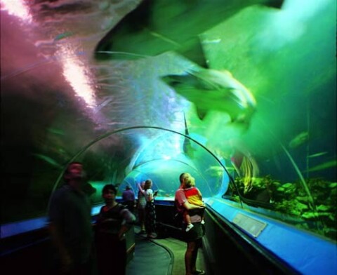 Anne Zahalka Oceanworld, 1999; type C photograph; 115 x 145 cm; Edition of 12; enquire