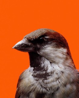 Michael Parekowhai Portrait of Elmer Keith #1, 2000-04; Type C photograph; 125 x 101 cm; Edition of 10; enquire