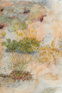 John Wolseley Yellow-throated miner sucking nectar from upside–down plants as Burrowing bettongs sleep the day away in their mazy warrens (detail), 2025; watercolour and graphite on paper; 116 x 152 cm; 134 x 168 cm (framed); enquire