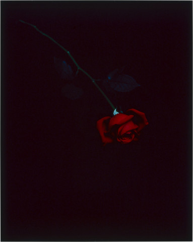 Anne MacDonald 17, 1993; from the series Ophelia; colour photograph; 72.5 x 72.5 cm; enquire