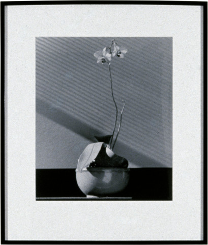 Robert Mapplethorpe Orchid, 1987; MAP#1805; silver gelatin print; 51 x 61 cm; enquire