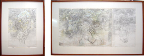 John Wolseley Green Mountain, leaf, lacewing, 2000; graphite & watercolour on paper; two panels: 56 x 111cm; 56 x 41cm; enquire