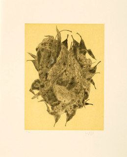 Fiona Hall Green Ant Nest, 2006; from the series Insectivorous; etching; 48 x 39.5 cm; Edition of 40; enquire