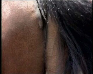 Julie Rrap Horse's Tale, 1999; duration 3:25 minutes; Edition of 9; enquire