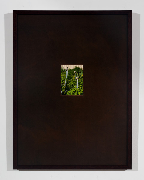 Tom Polo after life, 2026; digital photographic print, custom frame; 52 x 38.5 cm; enquire
