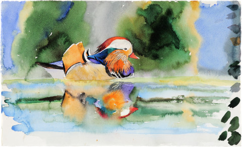 John Wolseley Mandarin Duck, 2010; watercolour on paper; 34 x 56.5 cm; enquire