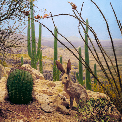 Anne Zahalka Jack Rabbit, 2006; Ilfaflex Type C print; 80 x 80 cm; Edition of 10 + AP 2; enquire