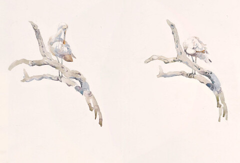 John Wolseley Yellow-billed Spoonbill preening, Gwydir, 2009; watercolour on paper; 38 x 56.5 cm; enquire