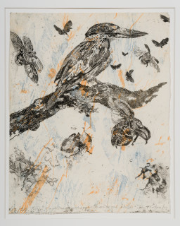 John Wolseley Forest Kingfisher with Symbiotic Moths and Beetles, 2025; etching; 35 x 28 cm; 65 x 57 cm (framed); Edition of 20; enquire
