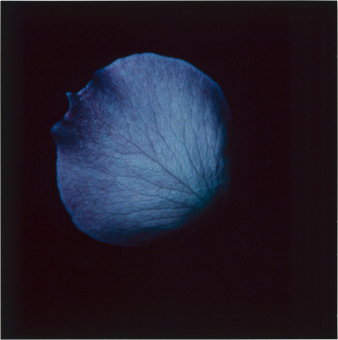 Anne MacDonald 2, 1993; from the series Ophelia; colour photographs; 27.5 x 27.5 cm; enquire