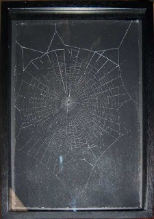 David Noonan Web, 2002; pencil and web on paper; 35 x 24.5 cm; enquire