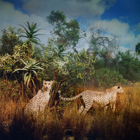 Anne Zahalka Big Cats, 2006; Ilfaflex Type C print; 80 x 80 cm; Edition of 10 + AP 2; enquire