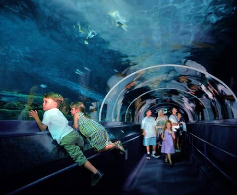 Anne Zahalka Sydney Aquarium, 1998; type C photograph; 76 x 93 cm; Edition of 12; enquire