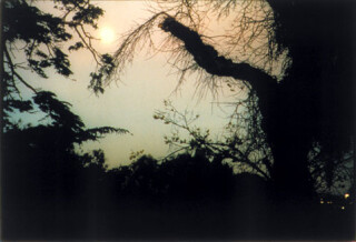 Bill Henson Untitled #65, 1998; CL SH 158 N25; Type C photograph; 127 x 180 cm; (paper size) Image size: 104 x 154 cm; Edition of 5 + AP 2; enquire