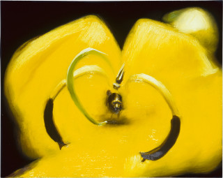 Louise Hearman Untitled #  987, 2003; oil on masonite; 41 x 51 cm; enquire