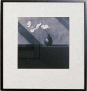 Robert Mapplethorpe Orchids, 1982; MAP#937; silver gelatin print; 40.5 x 51 cm; enquire