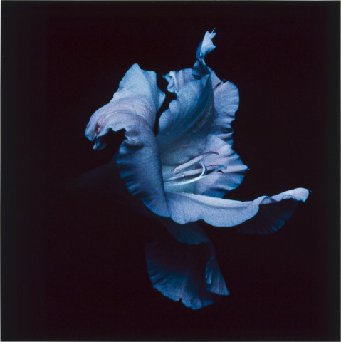 Anne MacDonald 32, 1993; from the series Ophelia; colour photograph; 30 x 30 cm; enquire